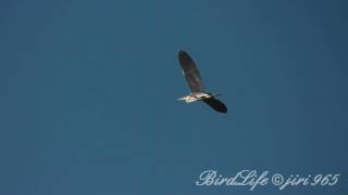 Volavka popelavá (Ardea cinerea)-slow motion