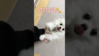 寝起きのポメ #ポメラニアン #犬のいる暮らし #かわいい犬 #寝起き #dog #pomeranian #cutedog