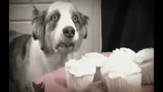 stains the dog has a vietnam flashback