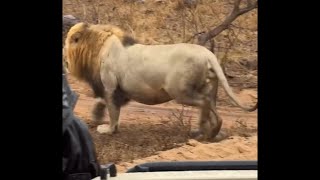 Plains Camp Male Lion | Largest Lions of Sabi Sands | 21 September 2024