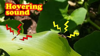 Hoverfly hovering
