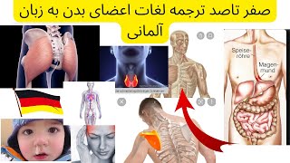 صفر تا صد کلمات مرتبط با اعضای بدن انسان به زبان آلمانی