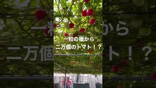 世界一のトマトが凄すぎた！えこりん村　北海道恵庭市