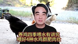 养鸡四季喂水有讲究，喂好这4种水，鸡群肥肉壮