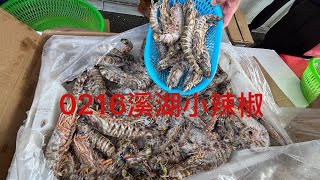 溪湖小辣椒🌶️海鮮叫賣🦞彰化縣溪湖鎮忠溪路386號往前200公尺 海鮮叫賣0216