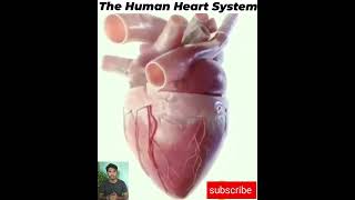 Amazing Fact About human heart system #shorts #trending #humanheart #exercise