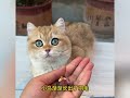 一只q弹可爱的小猫咪“饺饺” 萌宠出道计划 记录猫咪日常 猫咪