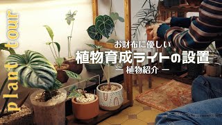 【観葉植物】お財布に優しい植物用ライトの取り付け丨植物紹介丨plant tour丨house plants🌱