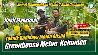 Teknik Budidaya Melon Alisha untuk Pemula, HASIL MAKSIMAL Bisa 2 BUAH per tanaman // Mas Najib