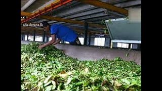 Sri Lankan envoy to Russia hopeful of positive response over tea ban (English)