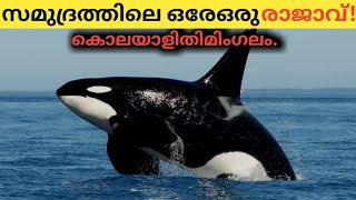 സ്രാവുകളുടെ പേടിസ്വപ്നം ഓർക്കഎന്നകൊലയാളി തിമിംഗലം | Killer whaile | ORCA | Malayalam | TIMPLUS