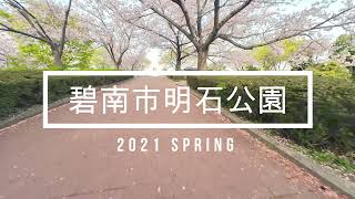 碧南市明石公園の桜