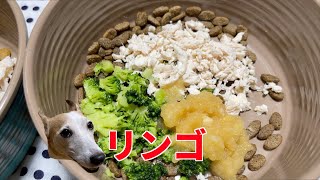 りんごとササミとブロッコリーのご飯を食べたジャックラッセルテリア