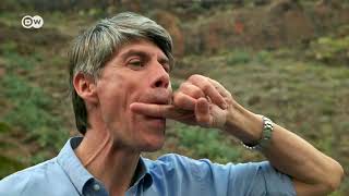 How do silbadors whistle?