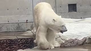 上を見上げて観客を見る豪太❤️ホッキョクグマ豪太2021年9月男鹿水族館GAO