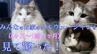 すごっ！みんなの家のノルウェージャンフォレストキャットを見て驚いた！ノルウェージャンフォレストキャット