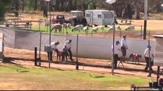 Gunnedah-02042016-RACE-9