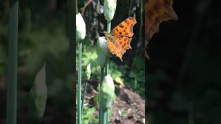 Entspannen im Garten