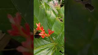 Indian snakeroot 😮|Rauvolfia serpentina| സർപ്പഗന്ധി | അമൽപൊരി #plants #plantlife