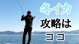 【エギング】冬でも高活性のイカがココで釣れます