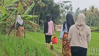 PERJALANAN PULANG DARI SAWAH HARUS MUTAR ARAH