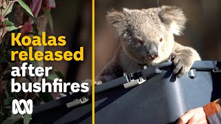 Koalas released after summer bushfire tragedy | 2020 Black Summer bushfires | ABC Australia