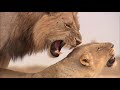 lions hunting documentary lions attacking prey wild life animals national geographic