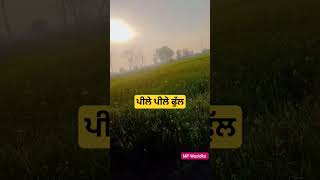 ਤੌਲੀਏ ਦੇ ਫੁੱਲਾਂ ਦੀ ਗੱਲਬਾਤ ਵੱਖਰੀ ਤੁਹਾਨੂੰ ਕੀ ਵੱਖਰਾ #punjabi #viralvideo #shorts #mpwazidke #trending