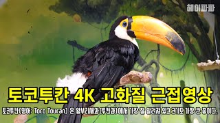 [4K] 토코투칸 초고화질 근접영상 (영어: Toco Toucan, 학명: Ramphastos toco)