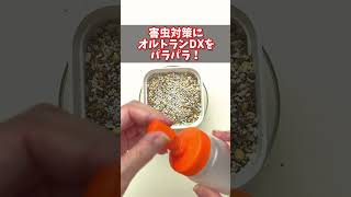 【多肉植物】根のないカット苗の植え付け方 #066  #shorts Succulent 다육 식물 くまパン園芸