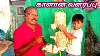 காளான் வளர்ப்பு | Mushroom Cultivation