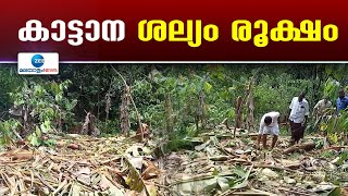 Kothamangalam Wild Elephant | കോതമംഗലത്തെ ജനവാസ മേഖലയിലും കൃഷിയിടങ്ങളിലും നാശംവിതച്ച് കാട്ടാനകൂട്ടം