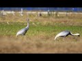 ♪鳥くん野鳥動画（鹿児島県出水市）20191116マナヅル親子途中いいjo6a0164