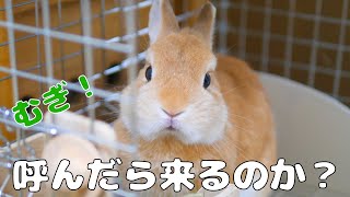 ウサギは呼んだら飼い主の所に来てくれるのか？【No.219】