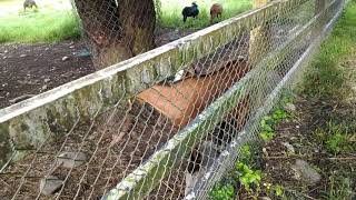 在台糖池上牧野渡假的木柵動物園的可愛動物１