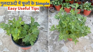 गुलदाऊदी पर फ़ूल आएँगे Follow करो ये Tips || Flowering On Chrysanthemum || Guldaudi From Cuttings