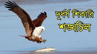 কবিদের সেই বিখ্যাত ভয়ংকর শিকারি পাখি শঙ্খ চিল দেখুন | Documentary on Famous Brahminy Kite