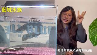 藍域水族🐟多鰭魚/恐龍魚（Polypterus)基礎介紹-非王類恐龍（草繩恐龍、大花恐龍、薩伊恐龍、麻花恐龍、斑節恐龍、薩伊綠恐龍、柯麥隆恐龍、金恐龍、波利恐龍、紅花恐龍、黃花恐龍）