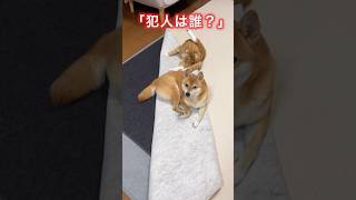 「犯人は誰？」犬と猫どっちがやったの？　#shorts #犬と猫 #柴犬