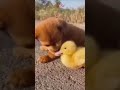 Puppy and Duckling (best friend forever)🦆🐶#viral #shorts #short