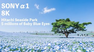 【8K】ひたち海浜公園の500万本のネモフィラ | 5 millions of Baby Blue Eyes in Hitachi Seaside Park 2021【Sony α1】