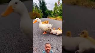 കുസൃതി കാണിക്കുന്ന പട്ടിക്കുട്ടി # dog #duck 🐕