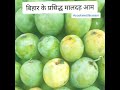 बिहार के प्रसिद्ध मालदह आम लंगरा आम बिहार_के_स्पेसल_मालदह_आम mango langraaam bihar fruit