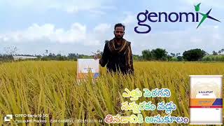 తినడానికి అనువైన సన్నని వరి రకము Genomix GXV2412