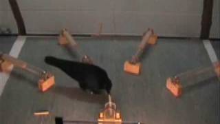 Crow uses sequence of three tools