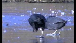 Mallards and Coots Fighting