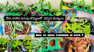 How to grow Turmeric in pots? నేను పెట్టుకున్న పసుపుకొమ్మలు ఎంత బాగా మొలకెత్తాయో చూడండి #turmeric