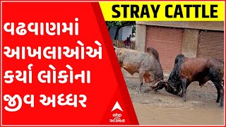 સુરેન્દ્રનગરઃ વઢવાણમાં શાકમાર્કેટમાં બે આખલા બાખડતા લોકોના જીવ થયા અધ્ધર, જુઓ દ્રશ્યો