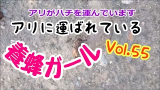 ”養蜂ガール” Vol.55 2019年8月18日アリがハチを運ぶ