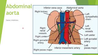 Master genitourinary  vessels and lymphatics pf posterior abdominal wall